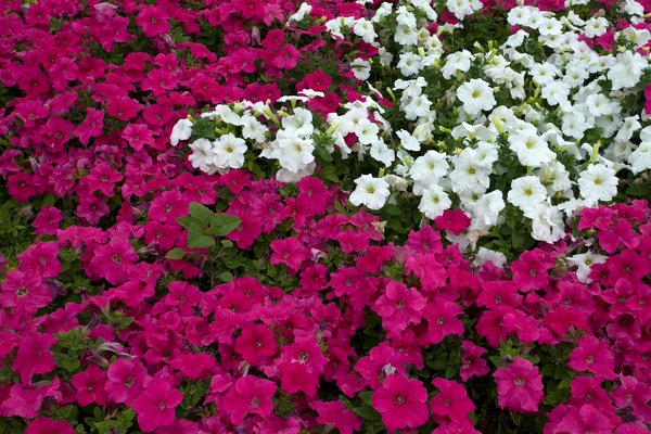 Poubelle 100 litres : allier praticité, design et écologie pour une gestion optimale des déchets